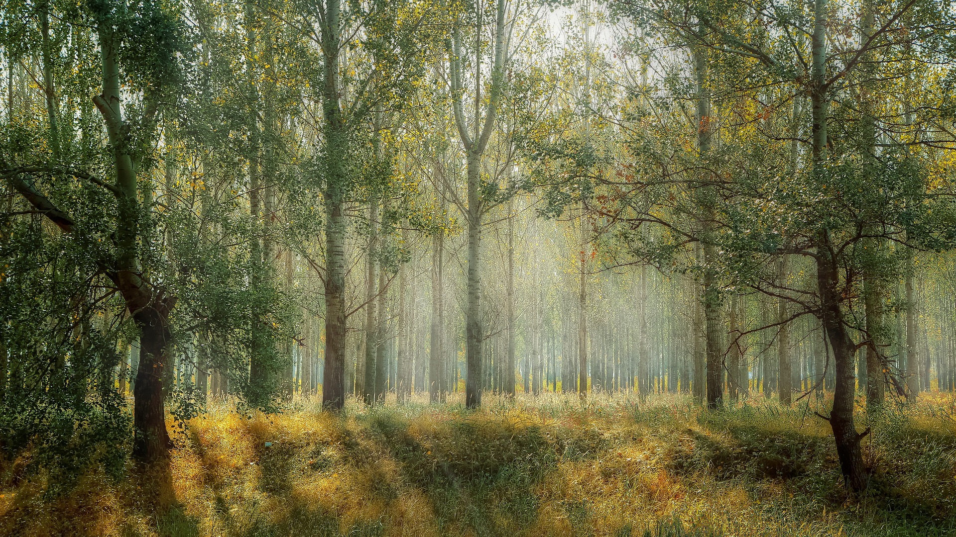 Product Example